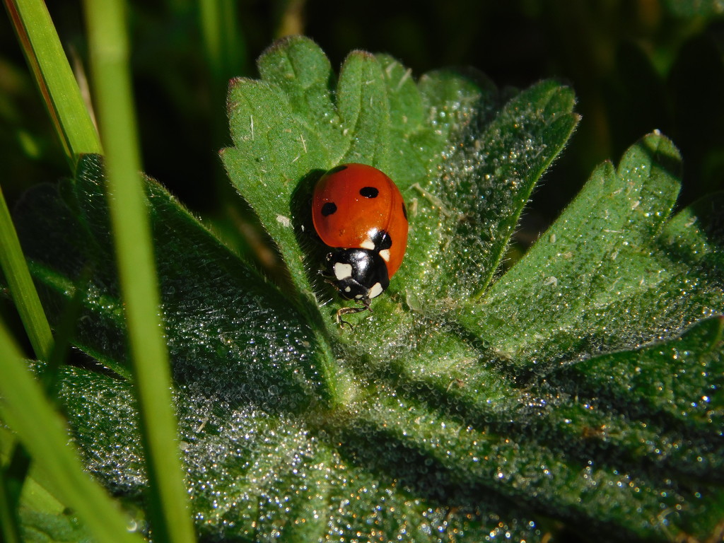 Ladybird by 365anne