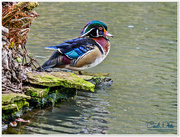 3rd May 2016 - Wood Duck