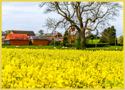 3rd May 2016 - Rape Field And Beyond