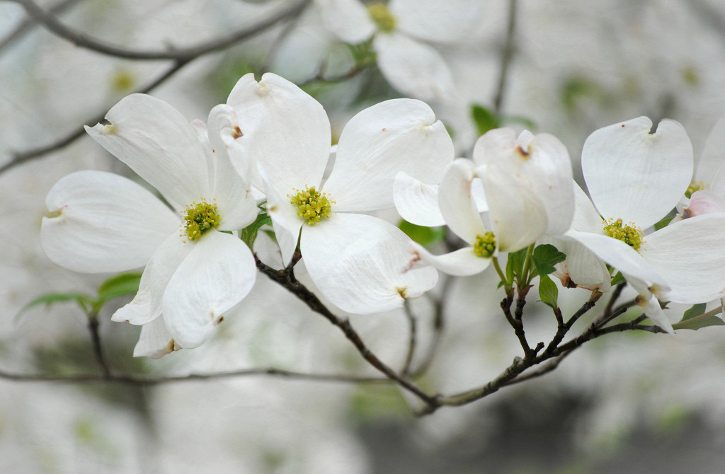 Fresh Clean White Dogwood Blowing in the Breeze by alophoto