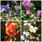 2nd May 2016 - May flowers in the garden2