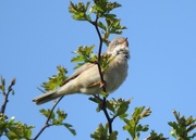 3rd May 2016 - Whitethroat 