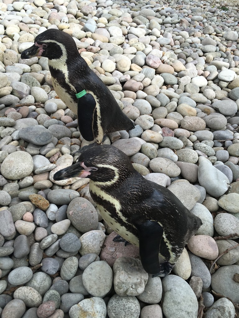 P-P-Pick up a  penguin  by bizziebeeme