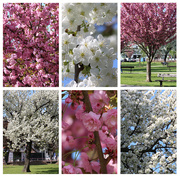 3rd May 2016 - Cherry collage