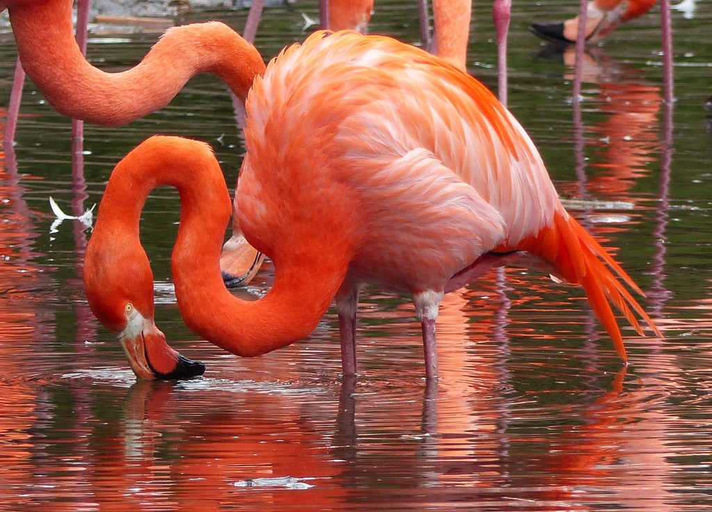  Caribbean Flamingo  (In captivity) by susiemc