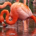  Caribbean Flamingo  (In captivity) by susiemc