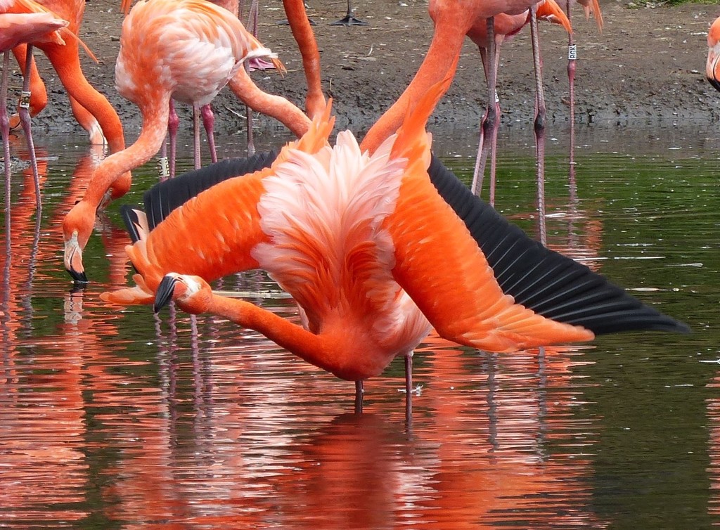 Another Caribbean Flamingo by susiemc
