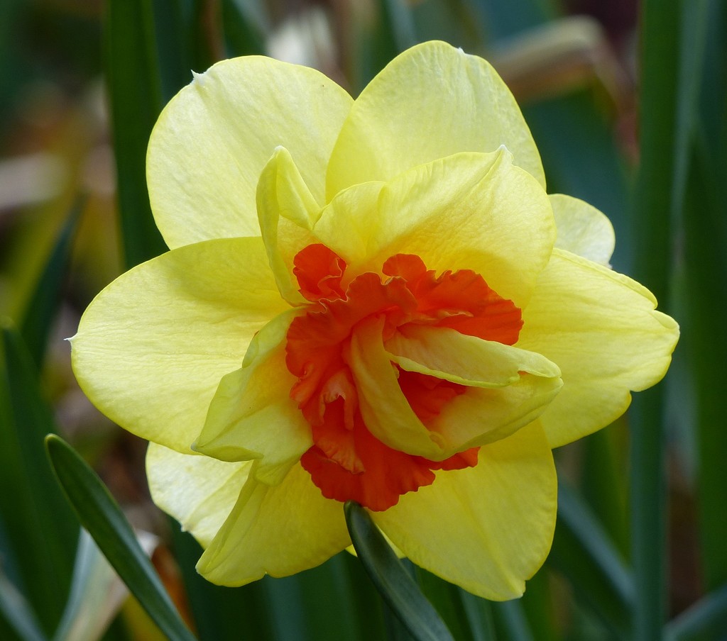 Unusual Daffodil by susiemc