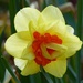 Unusual Daffodil by susiemc