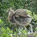 Great Blue Heron Juvenile by rob257