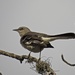 A final mockingbird! by rob257