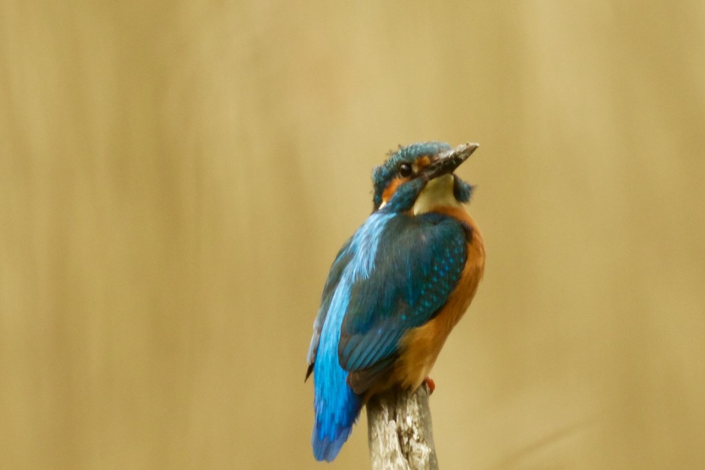 Male Kingfisher with mud on his beak by padlock