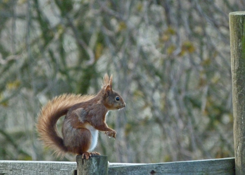 On his way for dinner by shirleybankfarm