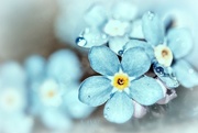 3rd May 2016 - 2016-05-03 tiny forget me not