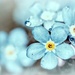 2016-05-03 tiny forget me not by mona65