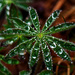 Lupine in the Rain by dianen