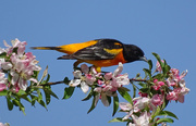 4th May 2016 - Baltimore Oriole