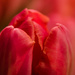 Tulip by nicoleterheide