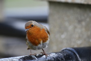 6th Oct 2010 - Little Robin Red Breast