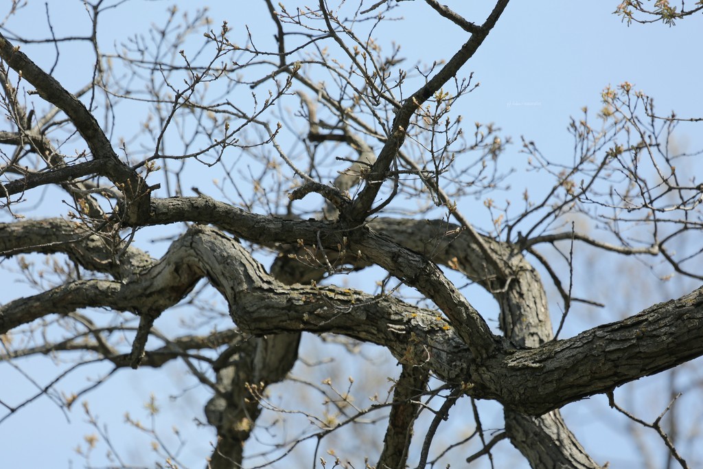 oak... by earthbeone