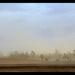 dust storm by dianeburns