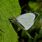 2nd May 2016 - LARGE WHITE 