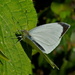 LARGE WHITE  by markp