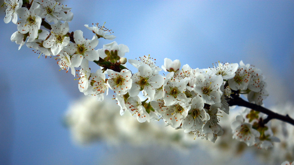 Blossoms on a Plum Tree by jayberg