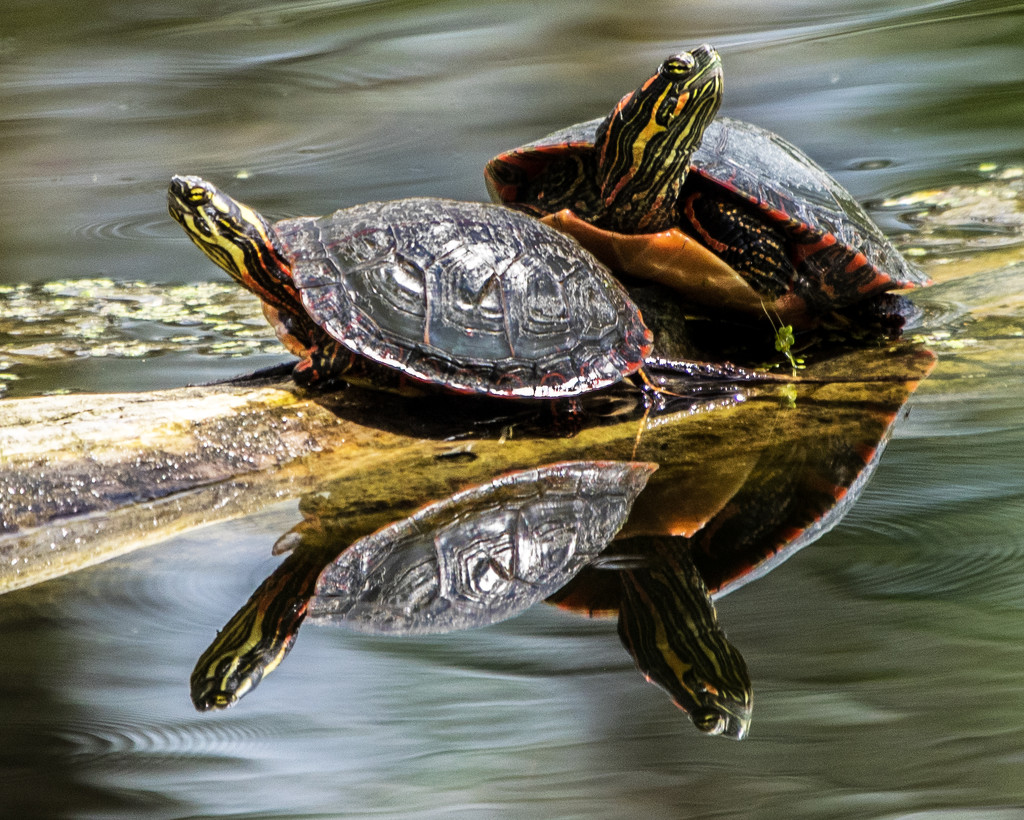Painted Turtles with Reflection by rminer