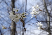 3rd May 2016 - spring at last