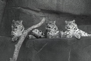4th May 2016 - Snow Leopards black and white
