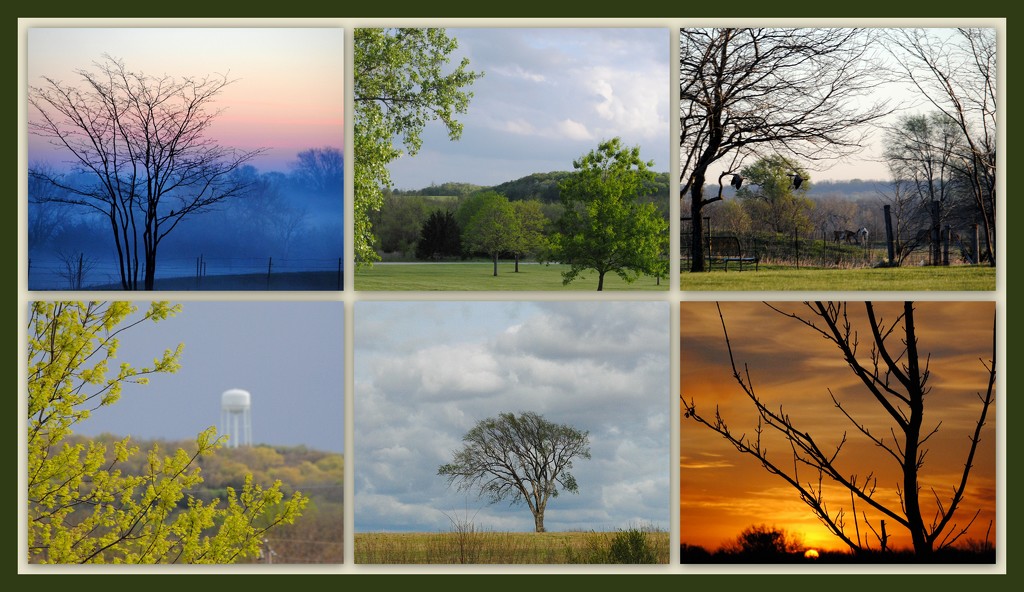 My Views of Trees by genealogygenie