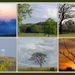 My Views of Trees by genealogygenie