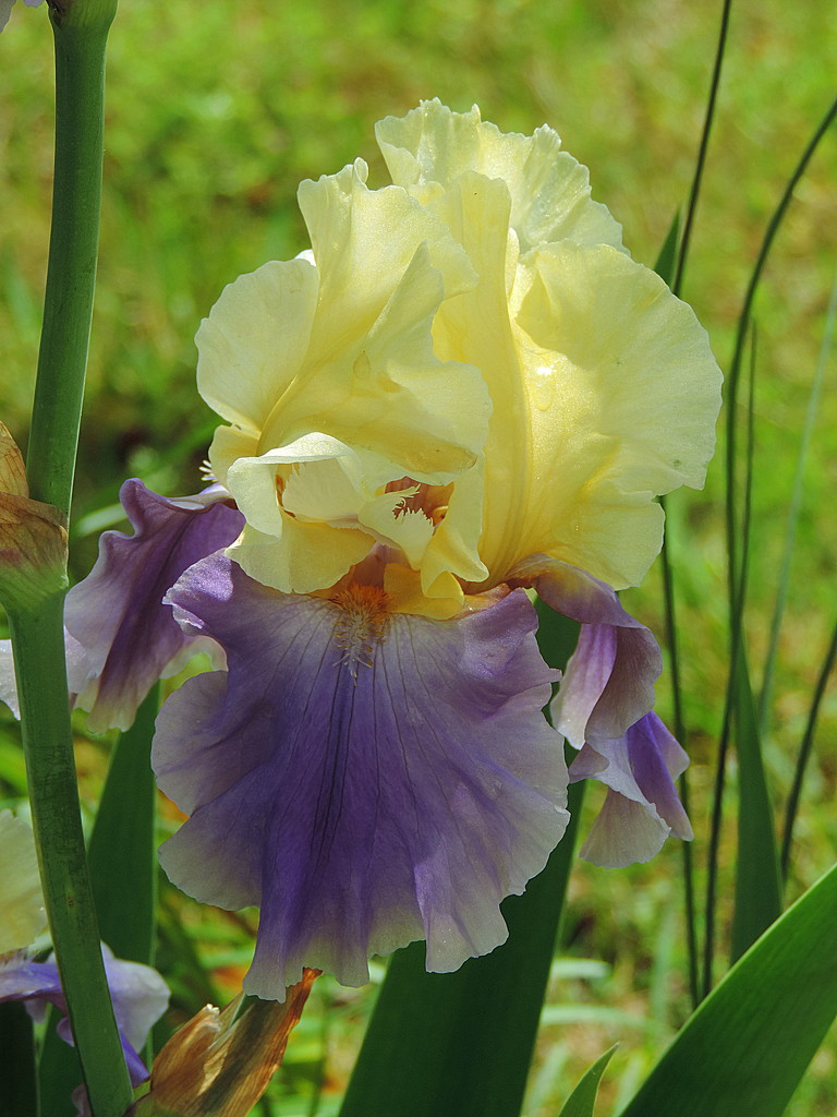 Beautiful Iris! by homeschoolmom