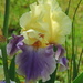 Beautiful Iris! by homeschoolmom