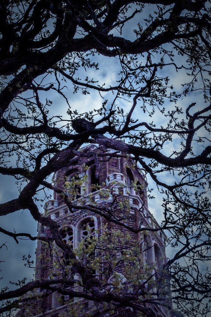 the bell tower at Sacred Heart by jackies365