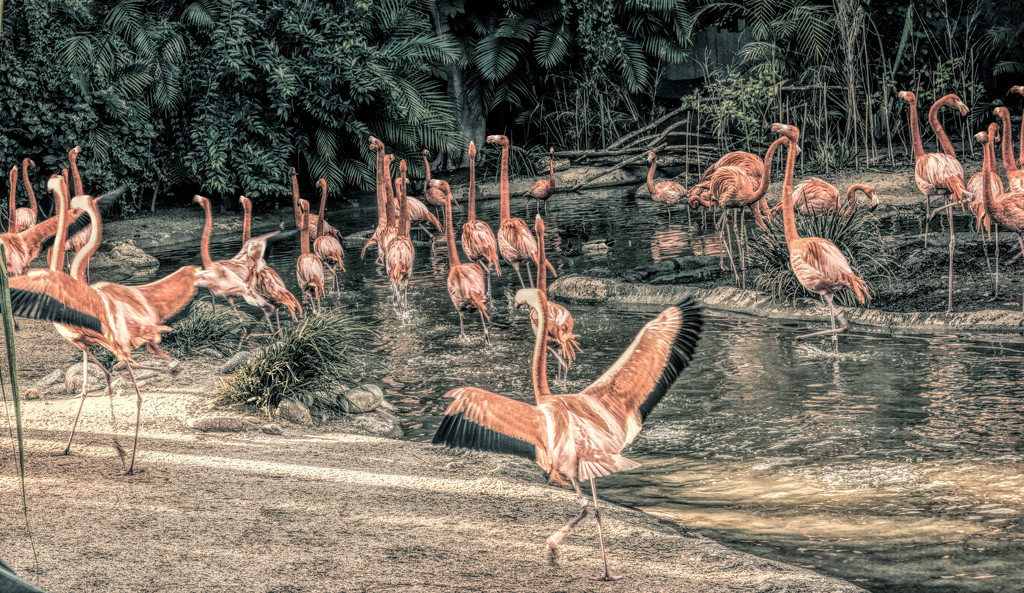 Flamingo Friday - 009 by stray_shooter