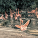 Flamingo Friday - 009 by stray_shooter