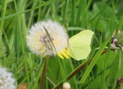 3rd May 2016 - Brimstone Butterfly