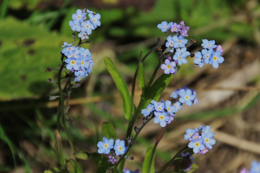 Forget Me Nots by oldjosh