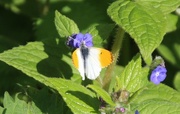 2nd May 2016 - Orange tip Butterfly