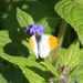 Orange tip Butterfly by oldjosh