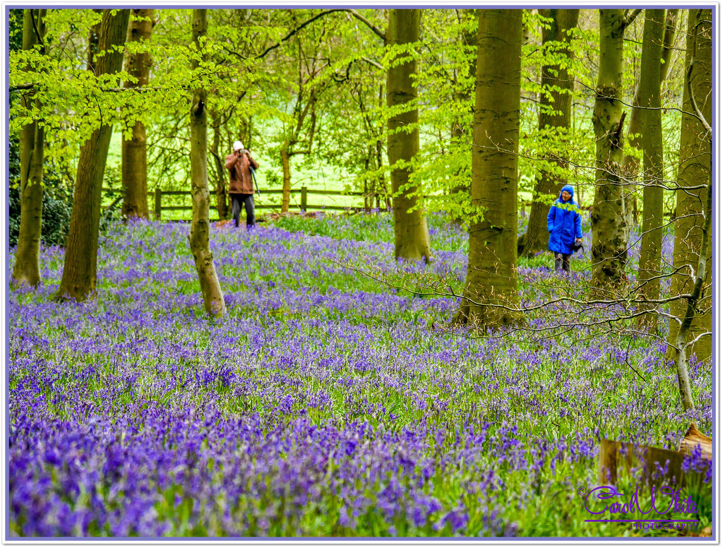 Caught Snapping In The Bluebells by carolmw