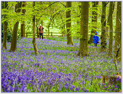 4th May 2016 - Caught Snapping In The Bluebells