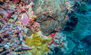 4th May 2016 - Solomon Island coral