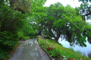 4th May 2016 - Path along Ashley River after a heavy rain storm, Magnolia Gardens, Charleston, SC