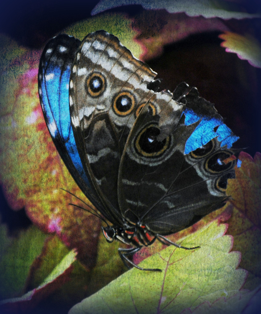 Well Worn Blue Jean Butterfly Wings by alophoto