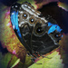 Well Worn Blue Jean Butterfly Wings by alophoto