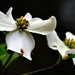 Dogwood Blossoms by soboy5