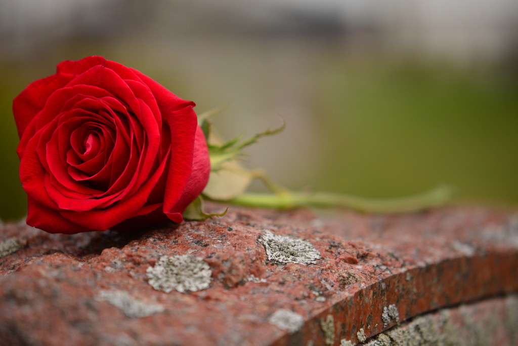 Red Rose Tribute by jayberg